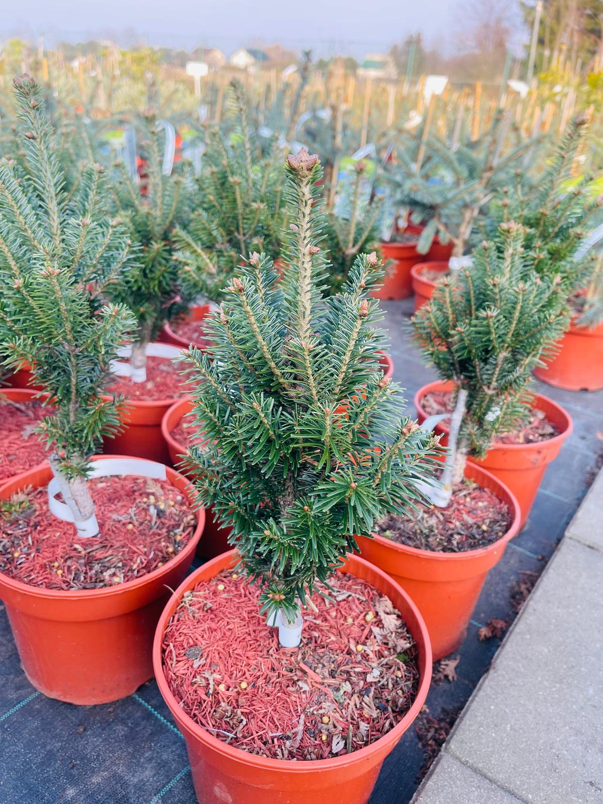 plant008 - Szkółka Ula Milczanowska